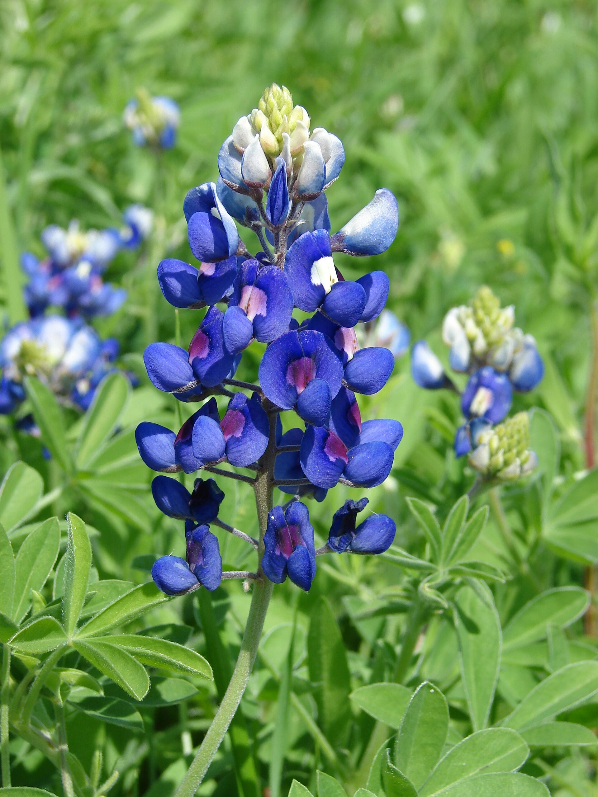 Texas bluebonnets in spring
