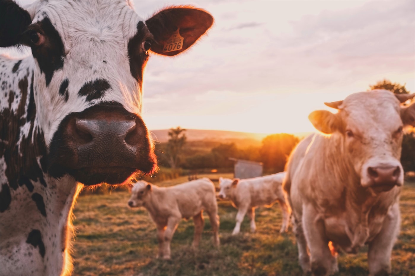 Cattle grazing at sunset on the ranch