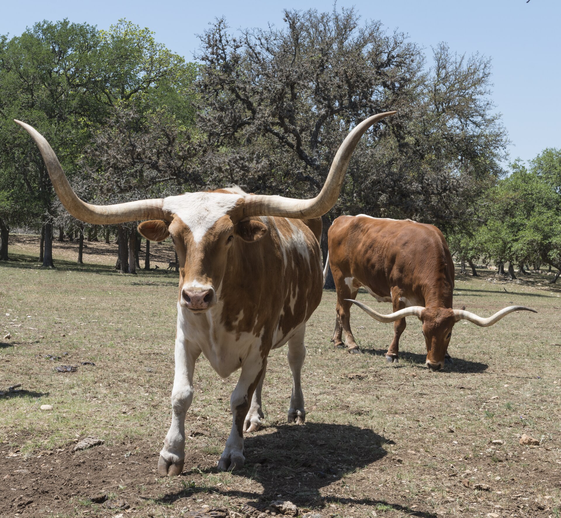 Longhorn cattle on a Texas working ranch