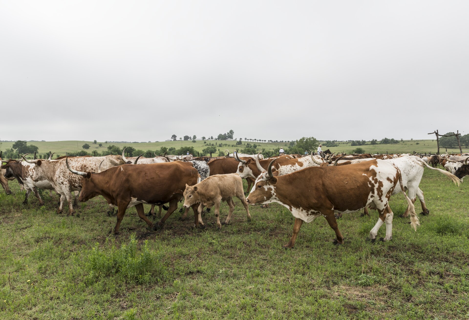 Longhorn herd on rolling Texas pasture